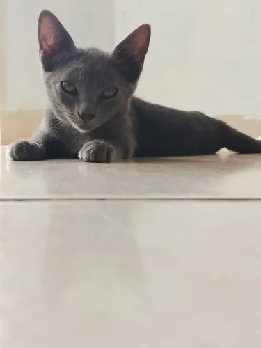 DOAÇÃO DE GATA 