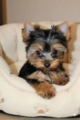 Um mini lindo filhote de Yorkshire mini macho!!!