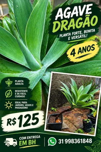 Agarve Dragão de 4 anos 