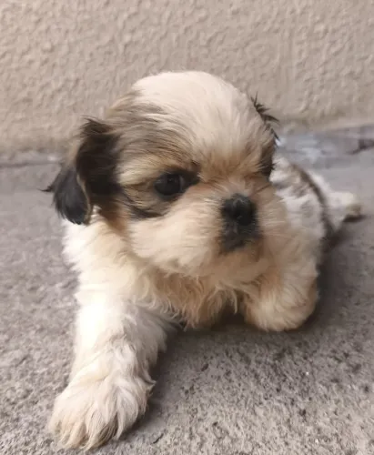 Vende-se filhote Shitzu macho e fêmea informações chamar no privado.