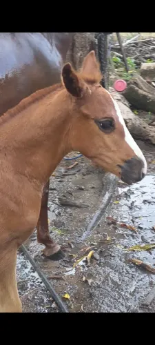 Égua parida de um potro muito lindo e forte !