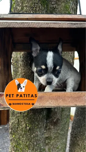 Chihuahua PELO CURTO12x sem juros