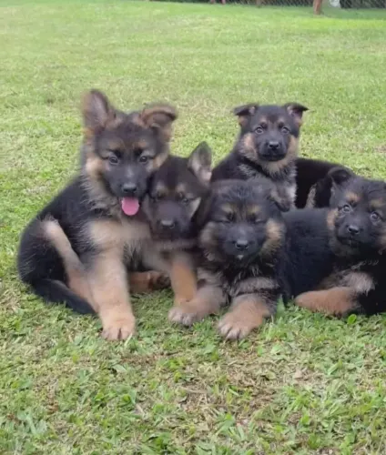 Pastor alemão Uma oportunidade para quem ama pets