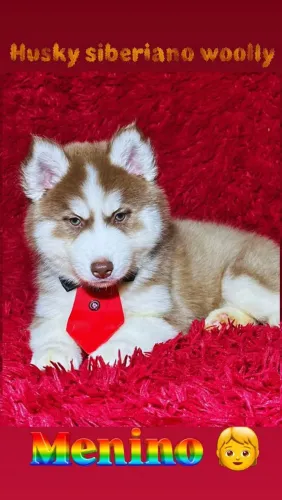 Husky Siberiano, machos