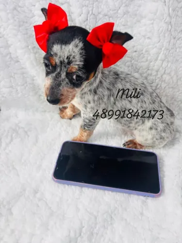 Lindas pinscher fêmeas