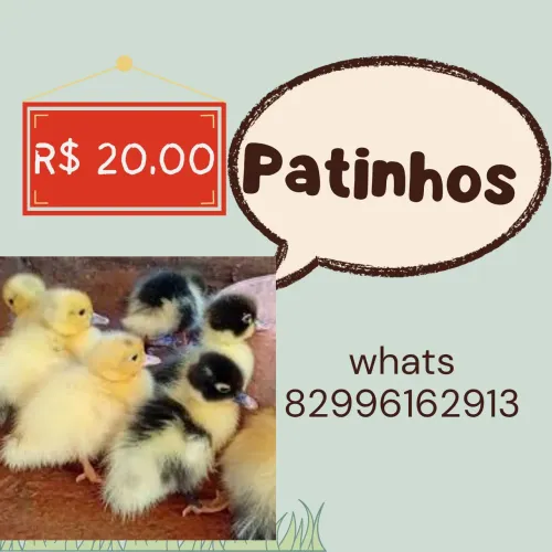 Patinhos por 20,00 cada