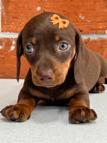 Dachshund chocolate linda