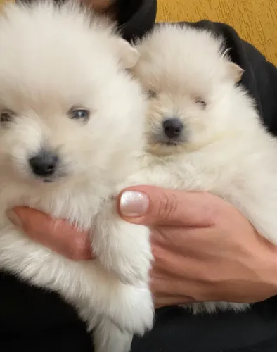 Filhote de Lulu da Pomerania