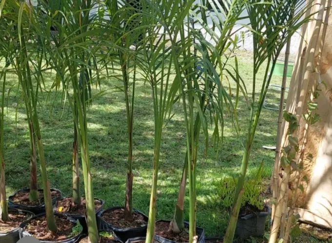Muda de palmeira imperial