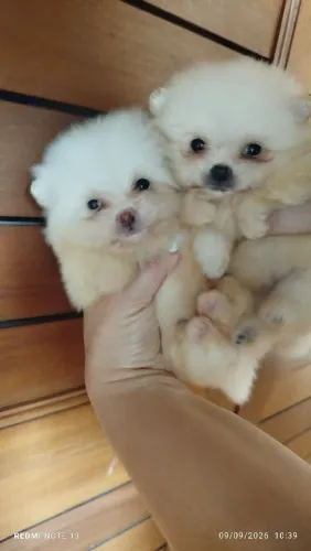 Lindos Lulu da pomerania 