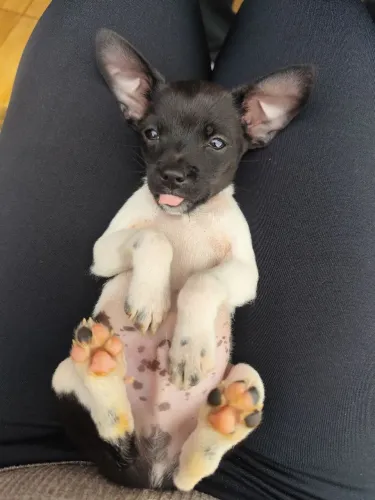 Filhote pinscher macho