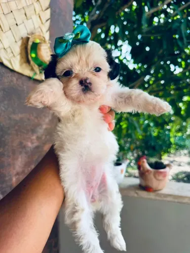 VENDO LINDAS FILHOTES DE LHASA APSO - BICOLORES!!!