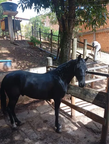Cavalo mangalarga registrado