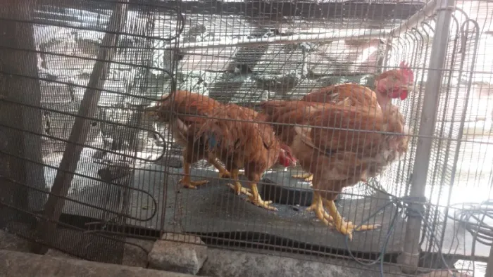 Galinha caipira 50.00 cada 