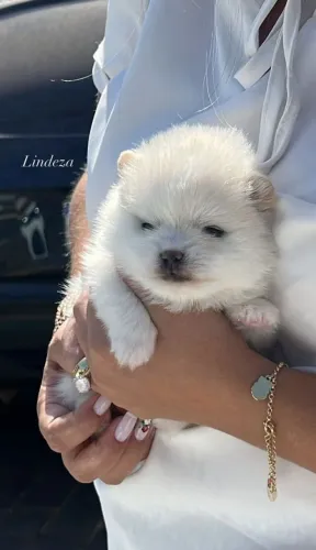 Lulu da Pomerânia