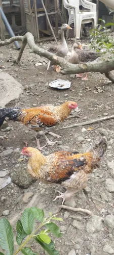 Galos