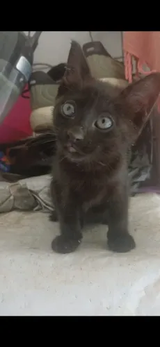 Gata fêmea para adoção