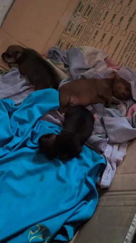 Pinscher 
