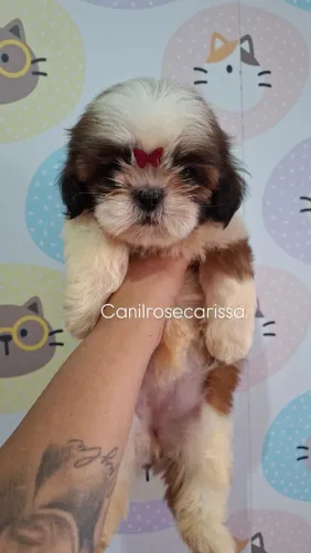 Filhote de shihtzu Fêmea