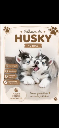 Filhote de Husk siberiano Macho 