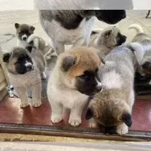 Akita Inu,Akita Inu Filhote Estrutura Perfeita Disponível
