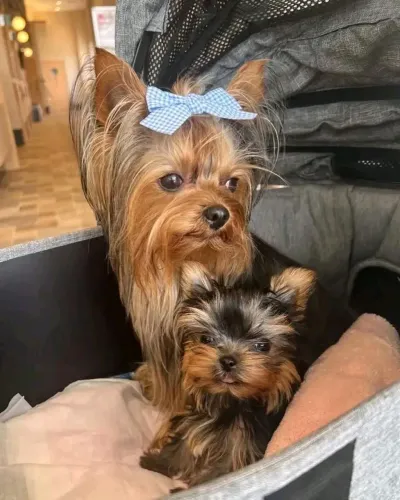 Yorkshire Bibelô em Belo