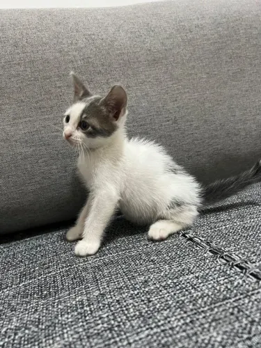 Gatinho Para Doação 
