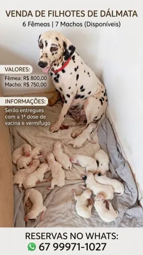 Filhote de dálmata