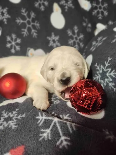 Filhotes de Golden Retriever | Um novo integrante para o lar!
