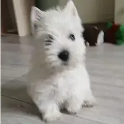 West Terrier Filhote Muito Inteligente Disponível