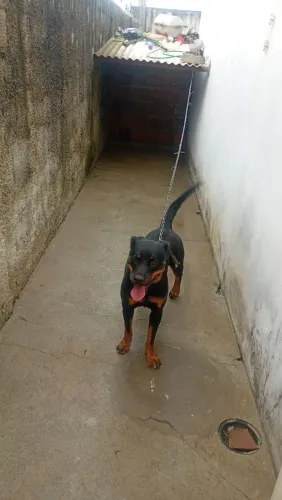 Rottweiler fêmea para cobertura