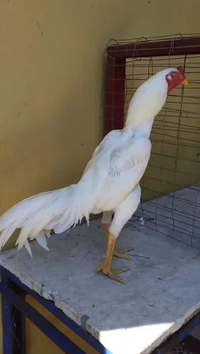 Galo índio