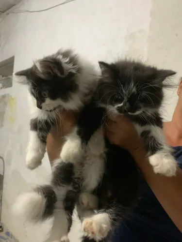 CASAL DE GATOS PERSA 