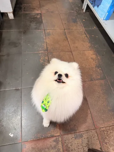 Spitz disponível pra cobertura 