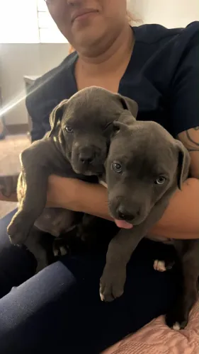 Filhote American Bully
