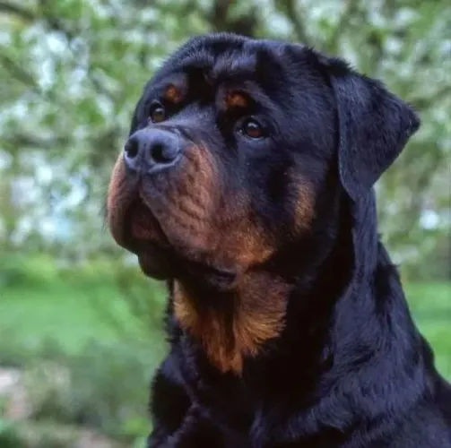 Rottweiler padrão alemão PARA CRUZA
