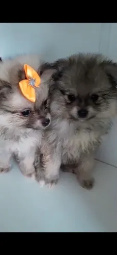 Lindos Filhotes Lulu da Pomerânia 