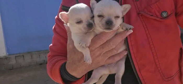 Chihuahua 