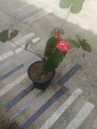 Vaso grande de anturio rosa