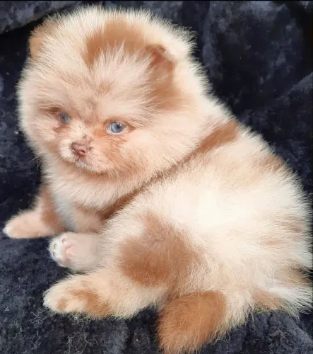 Lulu da Pomerania chocolate ? parcelamos até 21