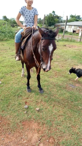 Cavalo ?