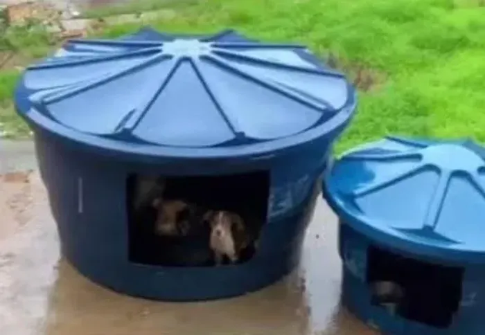 Casa de Cachorro Gigante Mil Litros 