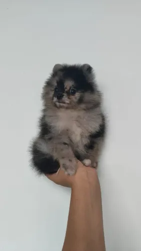 Lulu da Pomerânia anão Black merle filhote