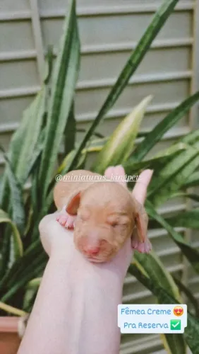 Dachshund Miniatura Fêmeas ( salsichinhas mini )