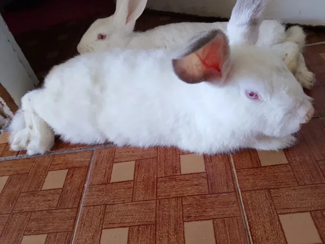 Vendo casal de coelhos adultos