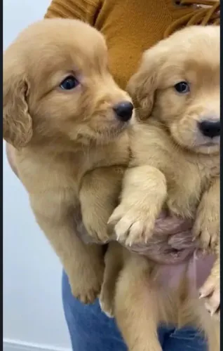 Golden Retriever Filhote - Dócil e Carinhoso