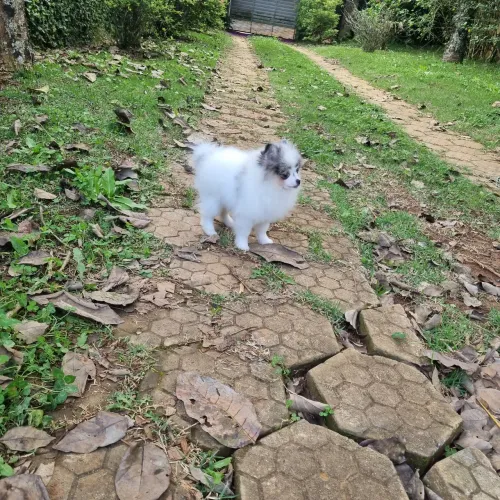 SPITZ ALEMÃO ANÃO MACHO RARIDADE ENTREGA IMEDIATA