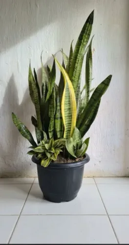 ESPADA DE SÃO JORGE PRONTA PARA SUA DECORAÇÃO VASO COMPLETO NATURAL
