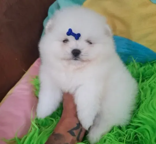 Cachorro Lulu da Pomerania promoção da semana para quem busca companhia fiel