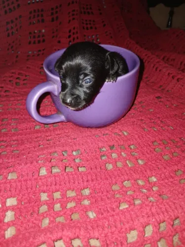VENDO FILHOTE DE PINSCHER